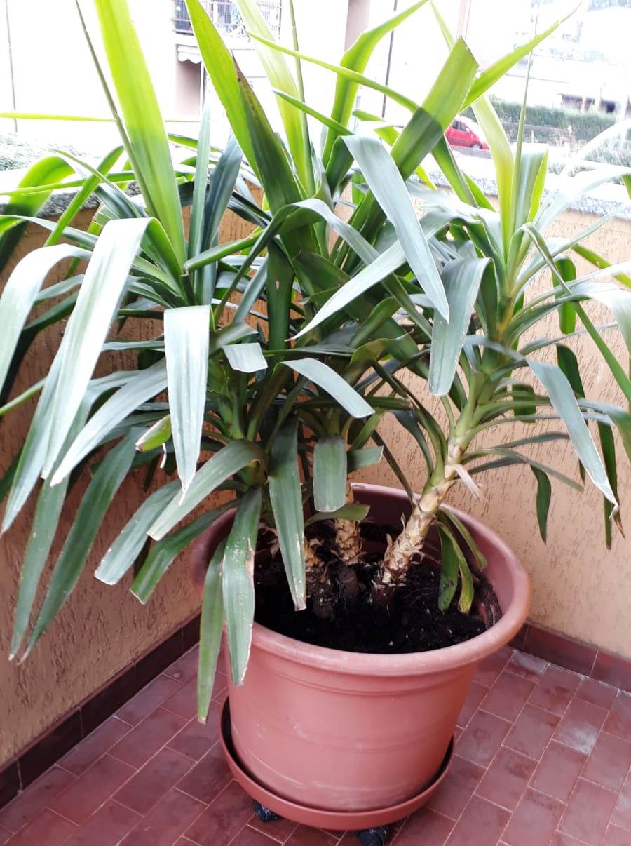 Card (tessere) del Prof. Bui Quoc&nbsp;Chau.