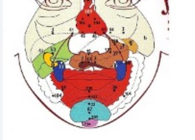 Dien Chan e come mantenere la salute dei reni – video con massaggi&nbsp;semplici.